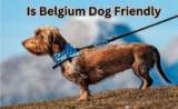 Is Belgium Dog Friendly? The Pros and Cons for Dog Owners-2025