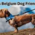 Rare Belgium Dog: Why This Breed Is So Hard to Find in 2025