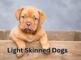 7 Adorable Light Skinned Dogs That Will Melt Your Heart