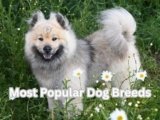 Most Popular Dog Breeds: 12 Loyal Companions You’ll Love