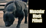 5 Proven Ways to Make Your Black Pitbull More Muscular