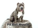 Pit Bull Muscles: 6 Foods That Help Boost Muscle Growth