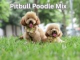Pitbull Poodle Mix: 11 Facts About This Unique Crossbreed