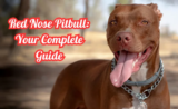 Red Nose Pitbull Guide: Characteristics, Care, Health, and Adoption Tips