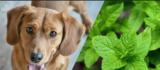 Can Dogs Eat Mint? Safe Mint Varieties for Dogs-2025