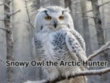 Snowy Owl the Arctic Hunter: 8 Facts That Prove It’s a Born Survivor