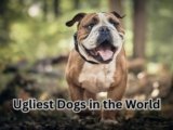 Ugliest Dogs in the World: 6 Unforgettable Canine Characters-2025