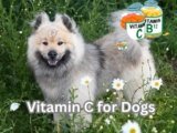 Vitamin C for Dogs: 10 Safe Ways to Add It to Their Diet