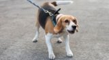 Why Beagles Are The Worst Dogs?