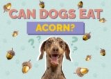 Can Dogs Eat Acorns? Signs of Poisoning to Watch Out For-2025