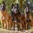 Dogs from Belgium: A Guide to the Country’s Unique Breeds-2025
