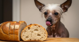 Can Dogs Eat Whole Wheat Bread? What Every Pet Owner Should Know-2025
