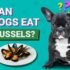 Can Dogs Eat Meatballs from the Store? Processed Meat Risks-2025