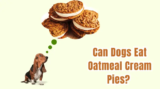 Can Dogs Eat Oatmeal Cream Pies? A Comprehensive Guide