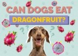 Can Dogs Eat Dragon Fruit? Everything You Need to Know-2025