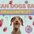 Can Dogs Eat Acorns? Signs of Poisoning to Watch Out For-2025