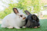 Do Rabbits Make Good Pets? Tips for First-Time Owners-2025