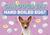 Can Dogs Eat Hard-Boiled Eggs? Everything You Should Know-2025