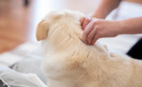 How to Get Rid of Dog Fleas – A Complete Guide
