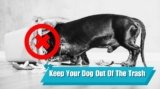 How to Keep Your Dog Out of the Trash