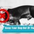 Is Your Dog Coughing? Learn How to Treat and Prevent It Now!