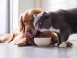 Is It Bad for Dogs to Eat Cat Food? The Short & Long-Term Effects-2025