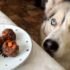 Can Dogs Eat Mussels? The Ultimate FAQ for Pet Parents-2025