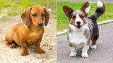 Top 10 Dogs With Short Legs and Huge Hearts-2025