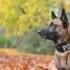 Dog Breeds from Belgium: Loyal, Smart, and Versatile Companions-2025