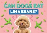 Can Dogs Eat Lima Beans? Common Questions Answered-2025
