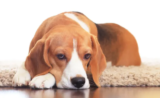 Natural Remedies for Dog Anxiety