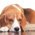 How to Get Rid of Dog Fleas – A Complete Guide