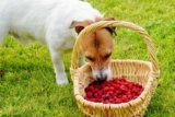 Can Dogs Eat Raspberries? A Guide for Dog Owners-2025