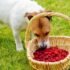 Can Dogs Eat Raw Fish? How to Introduce It Safely-2025