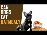 Can Dogs Eat Oatmeal? Tips for Adding It to Their Diet Safely-2025