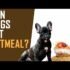 Can Dogs Eat Kale? Nutritional Facts and Feeding Tips-2025